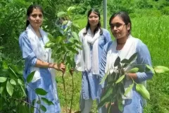 plantation-1