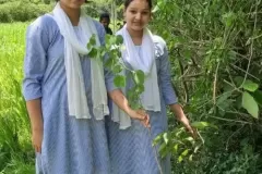 plantation
